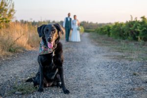 mariage avec votre animal